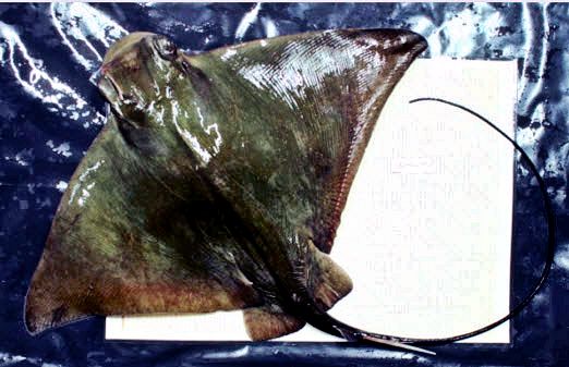 Myliobatis aquila_08.jpg